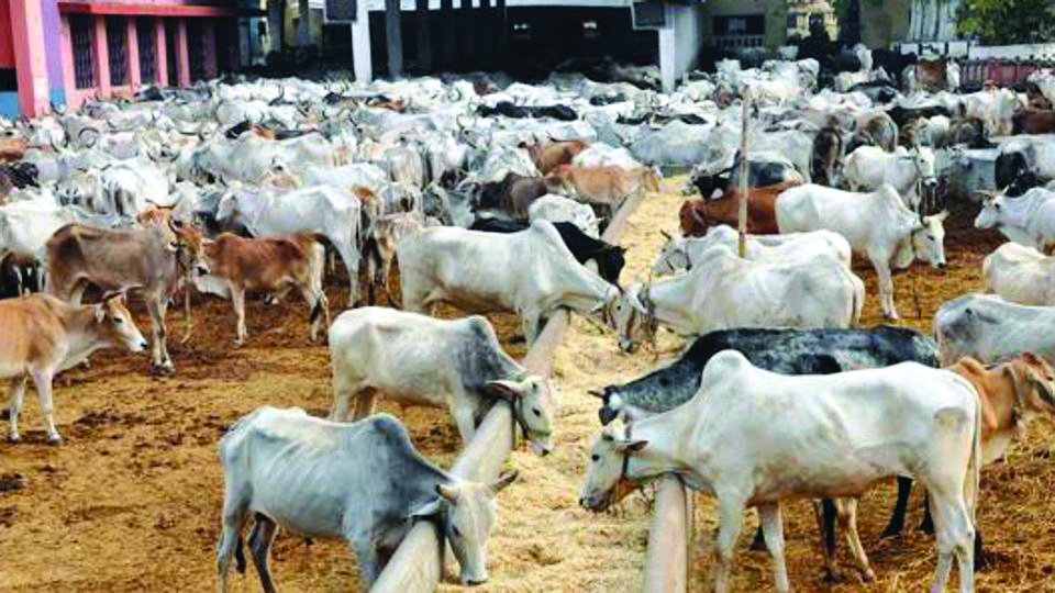 Raj ranks no. 1 in milk production in India Raj ranks no. 1 in milk production in India