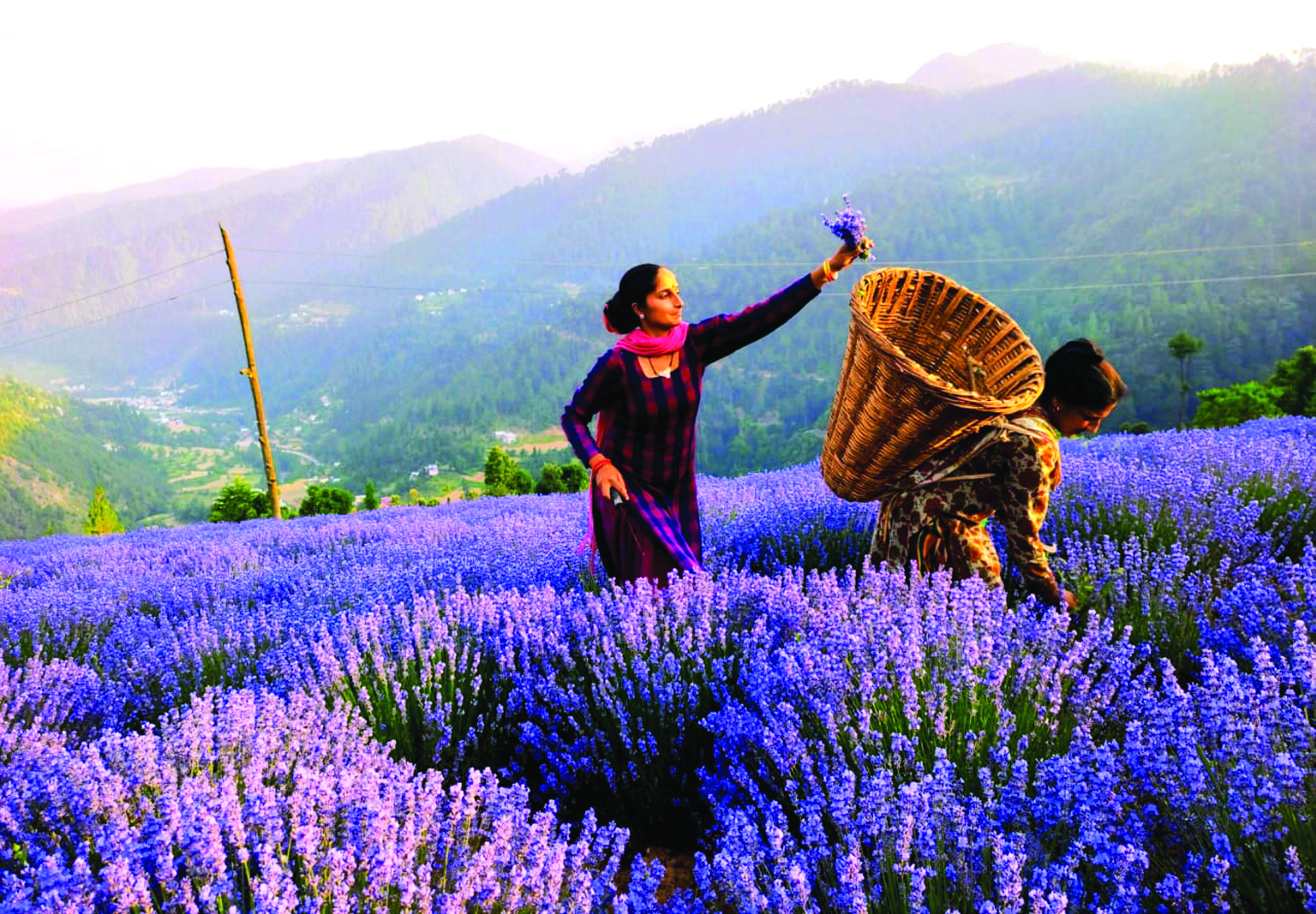 CSIR focuses on medicinal properties of lavender CSIR focuses on medicinal properties of lavender