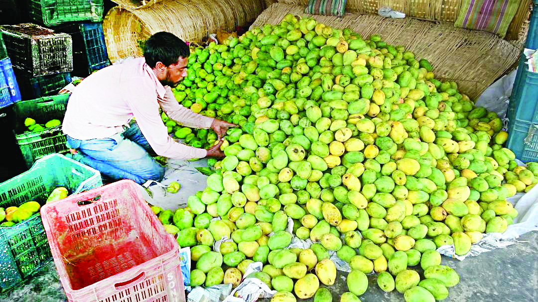 Birbhum farmer seeks police protection for his Miyazaki mango tree Birbhum farmer seeks police protection for his Miyazaki mango tree