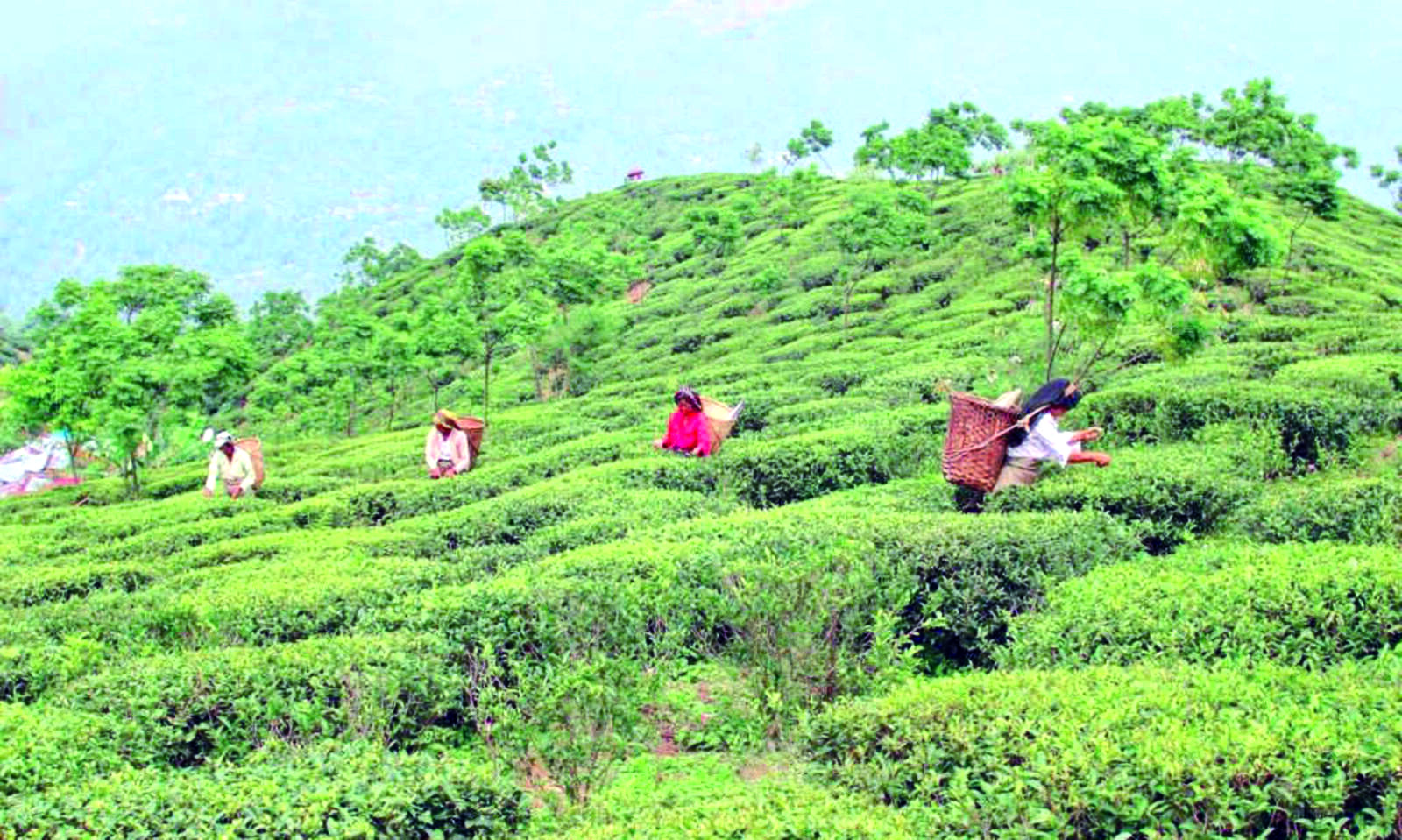 ELP: Meet to be held with tea garden owners on June 28 ELP: Meet to be held with tea garden owners on June 28