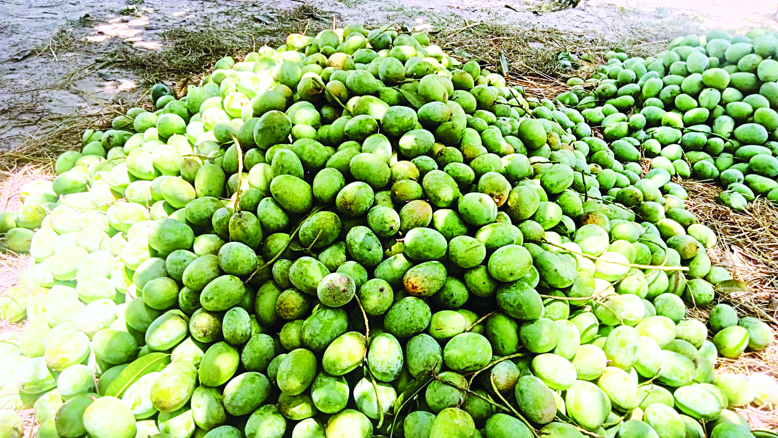 Bumper yield leads to dip in price of mangoes Bumper yield leads to dip in price of mangoes