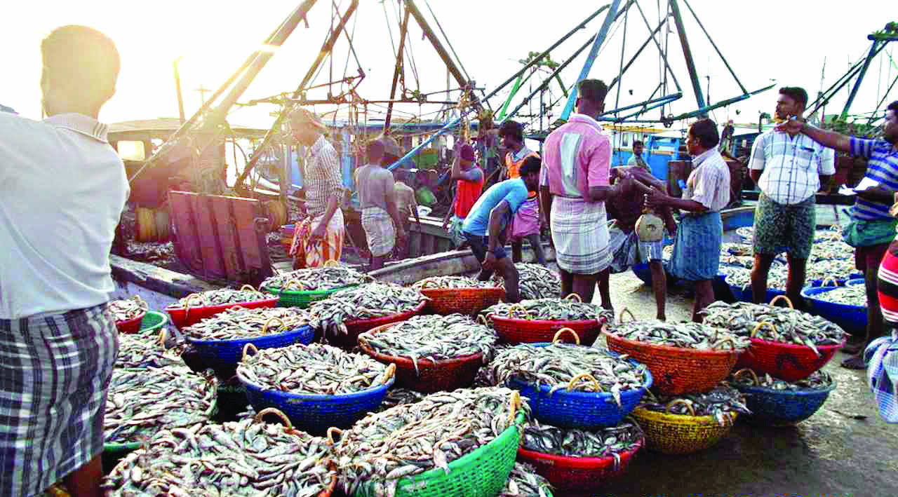 Seafood exports rise 4.3 to 8 bn in 202223