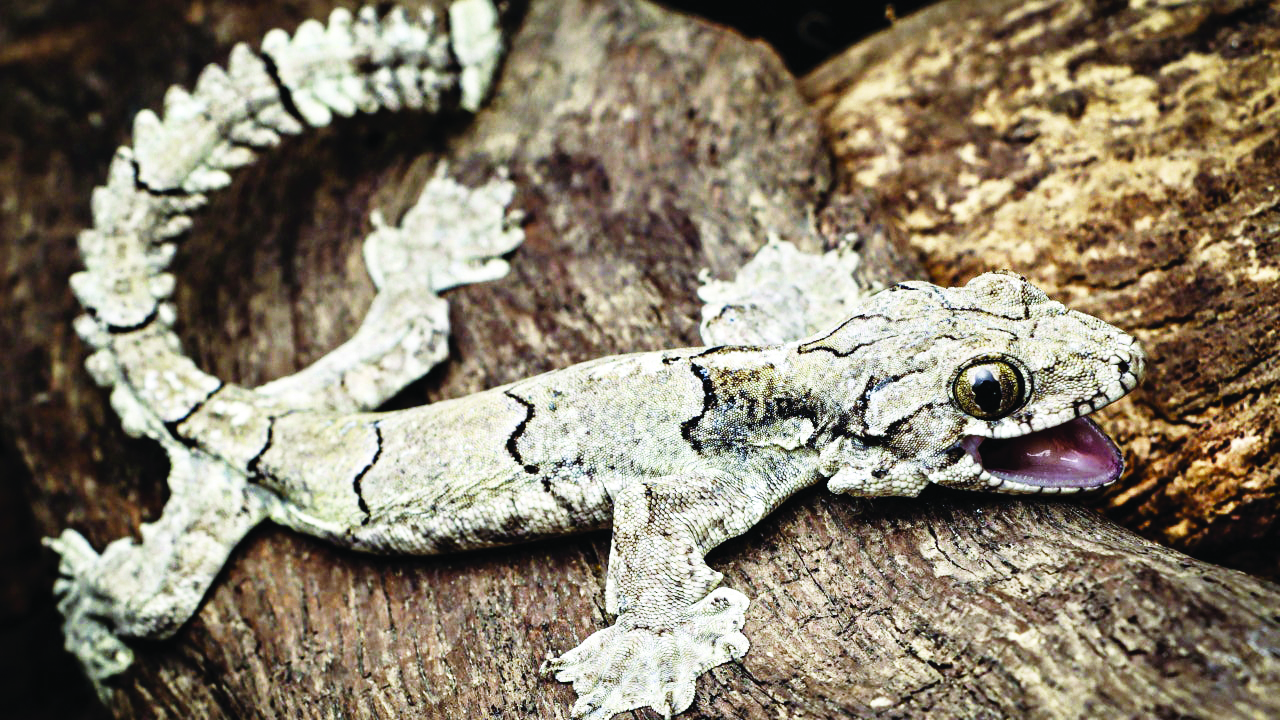New species of flying geckos uncovered New species of flying geckos uncovered