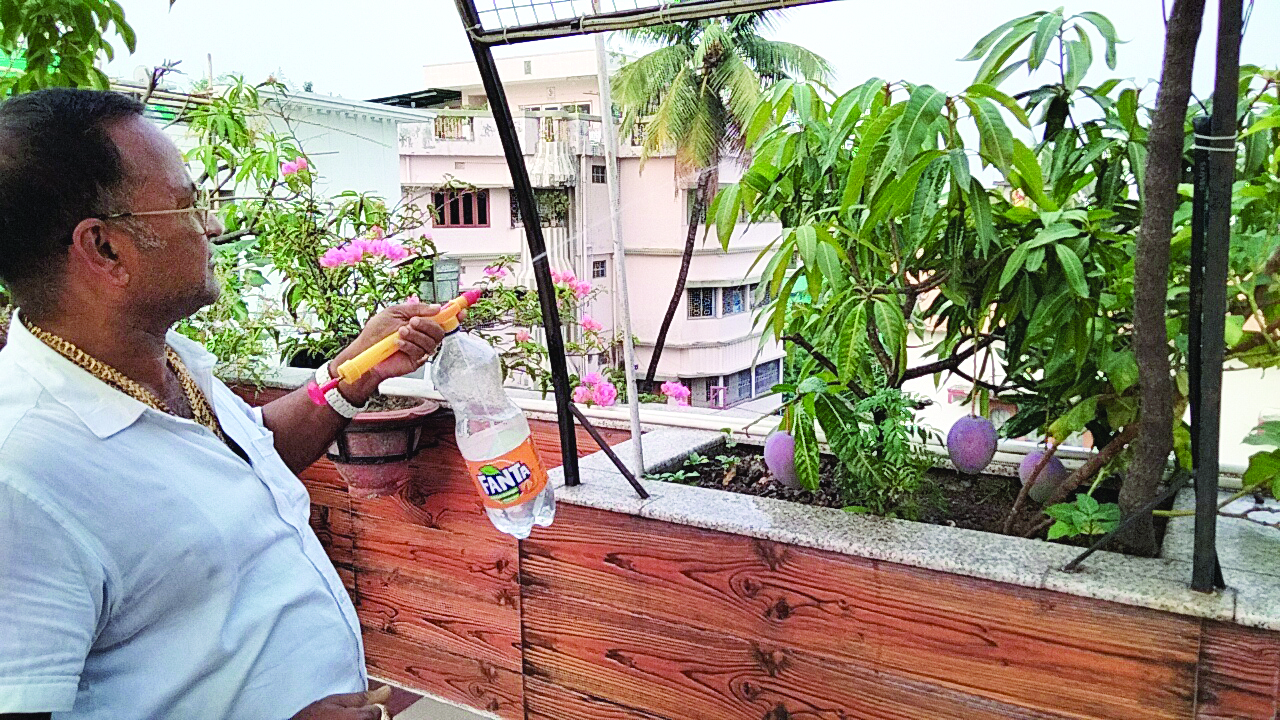 Siliguri bizman grows world’s costliest Miyazaki mangoes on rooftop