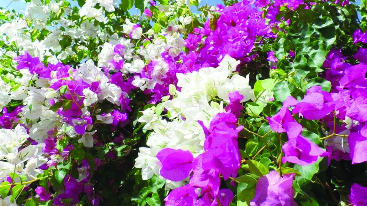 L-G tells authorities to plant flowering trees around Malcha Mahal by Aug 15 L-G tells authorities to plant flowering trees around Malcha Mahal by Aug 15