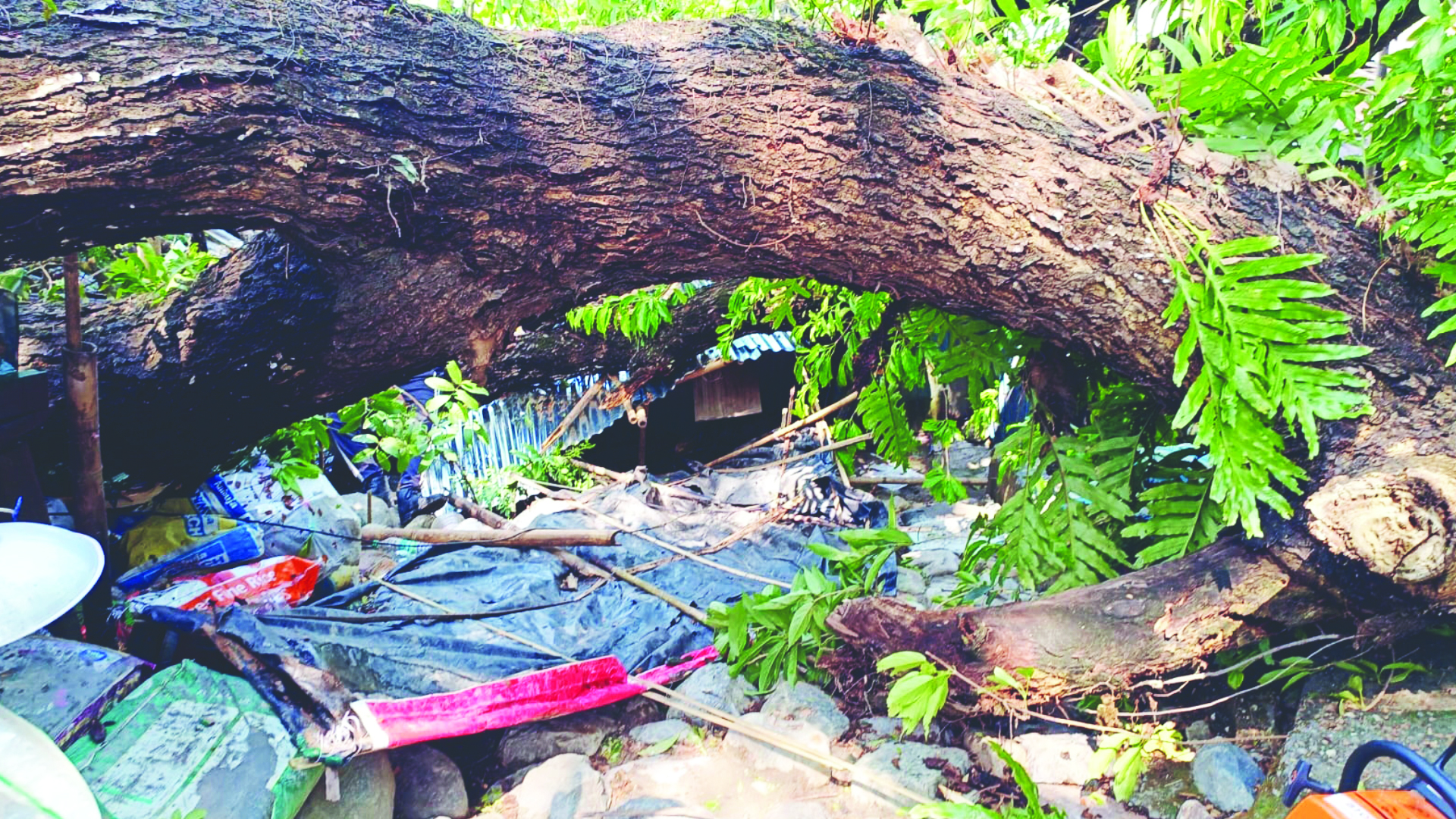 In a first, KMC to take up borough-wise plantation of trees from last week of June In a first, KMC to take up borough-wise plantation of trees from last week of June