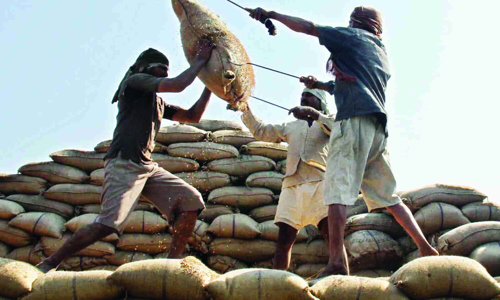 Govt procures 55.8 million tonnes rice, 26.2 mn tonnes wheat so far