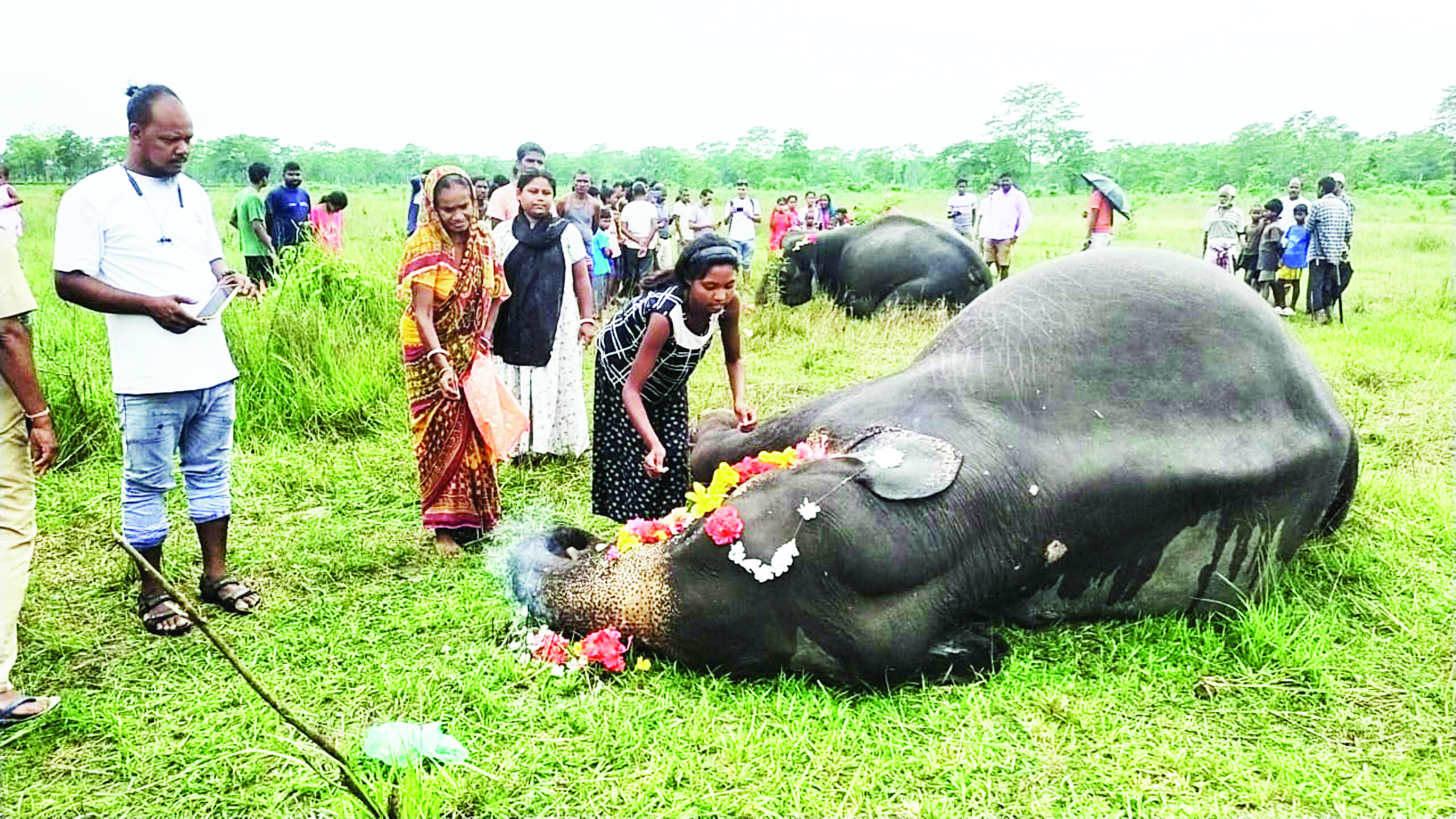 Two elephants die from lightning strike in Jalpaiguri Two elephants die from lightning strike in Jalpaiguri