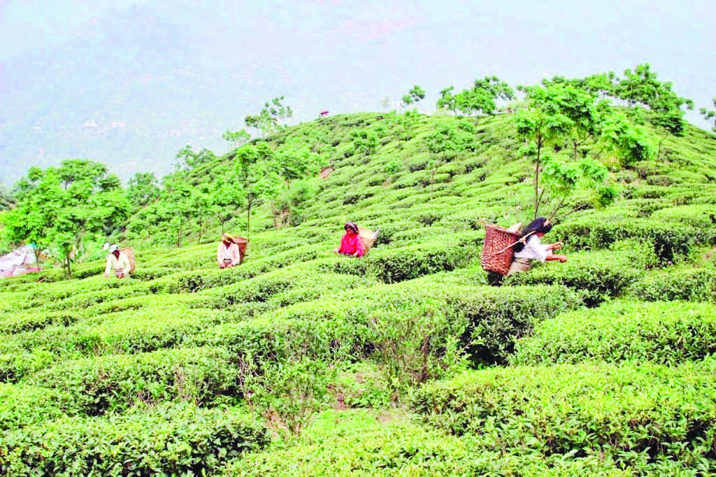 Post CM’s directive, tea gardens in Alipurduar to get new ambulances