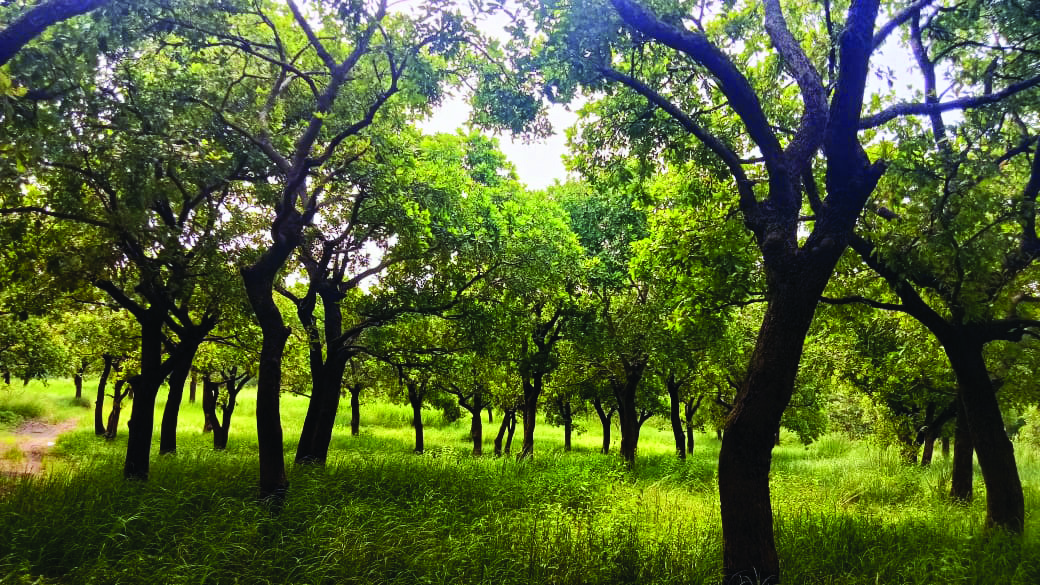 Yogi government launches ‘one-tap-one-tree’ campaign to transform UP into green paradise Yogi government launches ‘one-tap-one-tree’ campaign to transform UP into green paradise