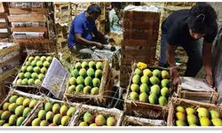 Luscious mangoes of Ratnagiri Luscious mangoes of Ratnagiri