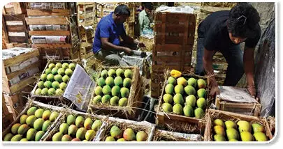 Luscious mangoes of Ratnagiri
