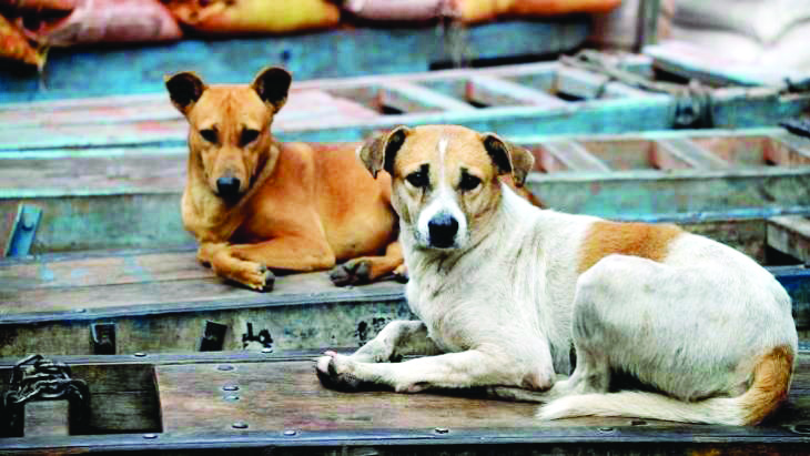 Evidence of superbug found in stray dogs