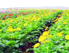 State mulls to set up floriculture cluster at Haringhata State mulls to set up floriculture cluster at Haringhata