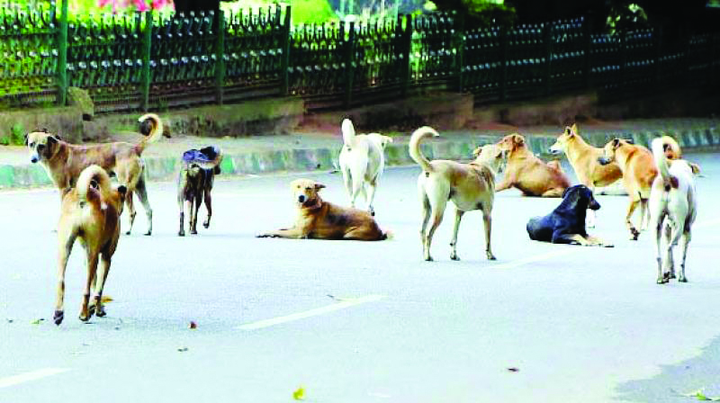 Street dogs rescued from house in   RK Puram