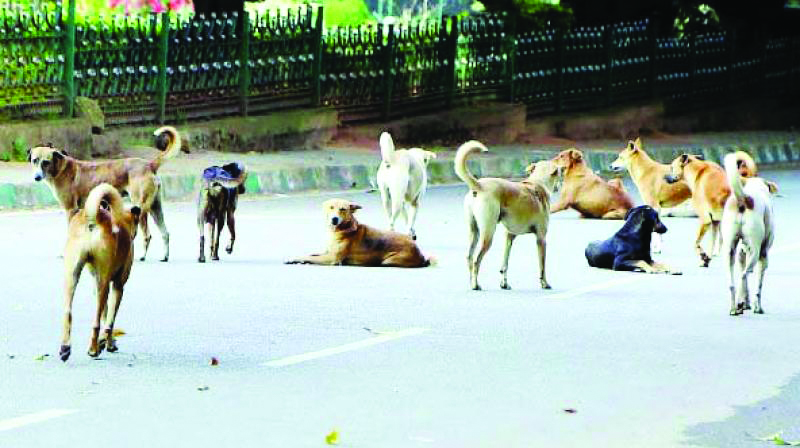 Street dogs rescued from house in RK Puram Street dogs rescued from house in RK Puram