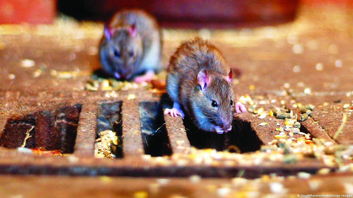 Rodent rage: Mayor warns against plague outbreak in city Rodent rage: Mayor warns against plague outbreak in city
