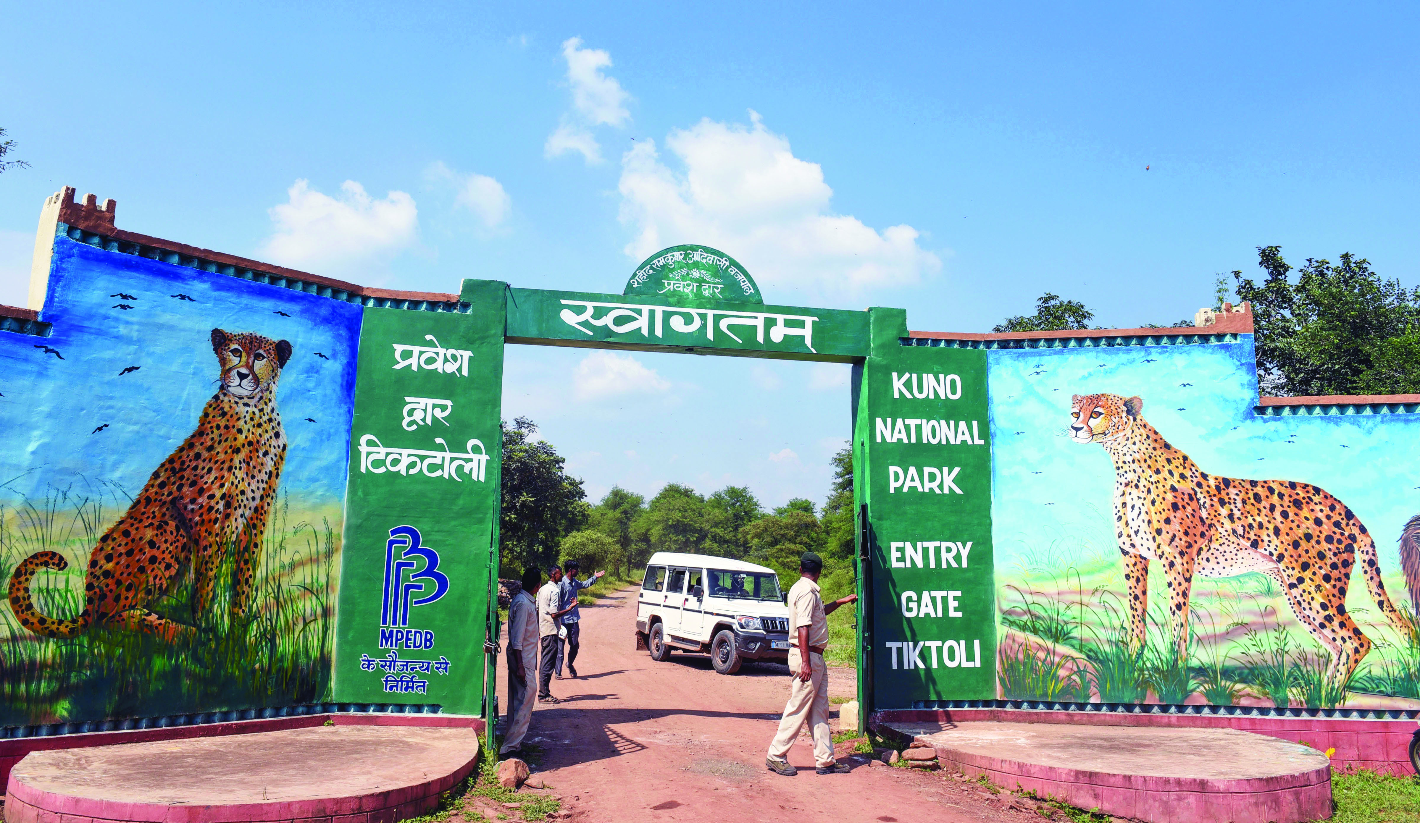 ‘Cheetahs will remain in Kuno, won’t be relocated’