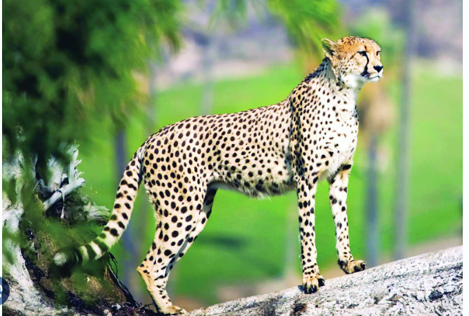 ‘Reports attributing some cheetah deaths to radio collar use speculative’
