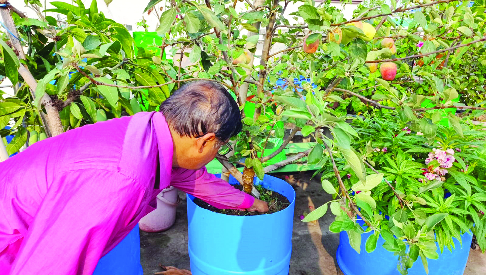 Rare feat: Lawyer grows exotic fruits in his rooftop garden