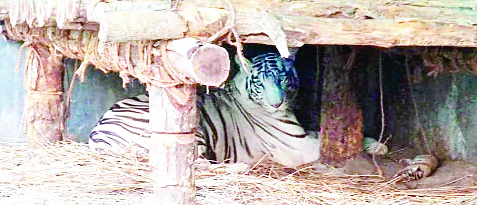 Royal Bengal Tigress Kika gives birth to a cub