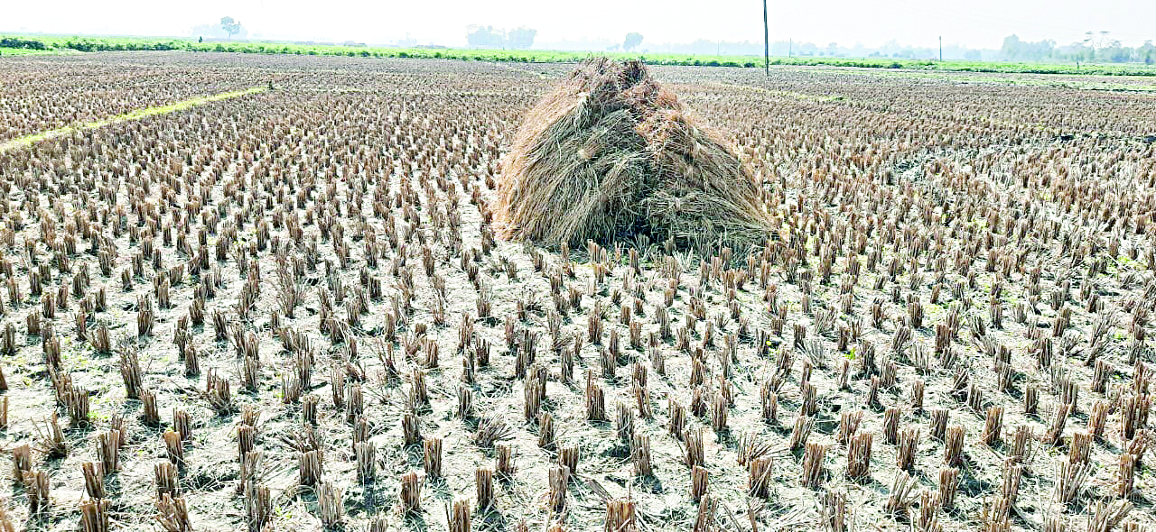 Malda: Relaxations given to procure Boro paddy