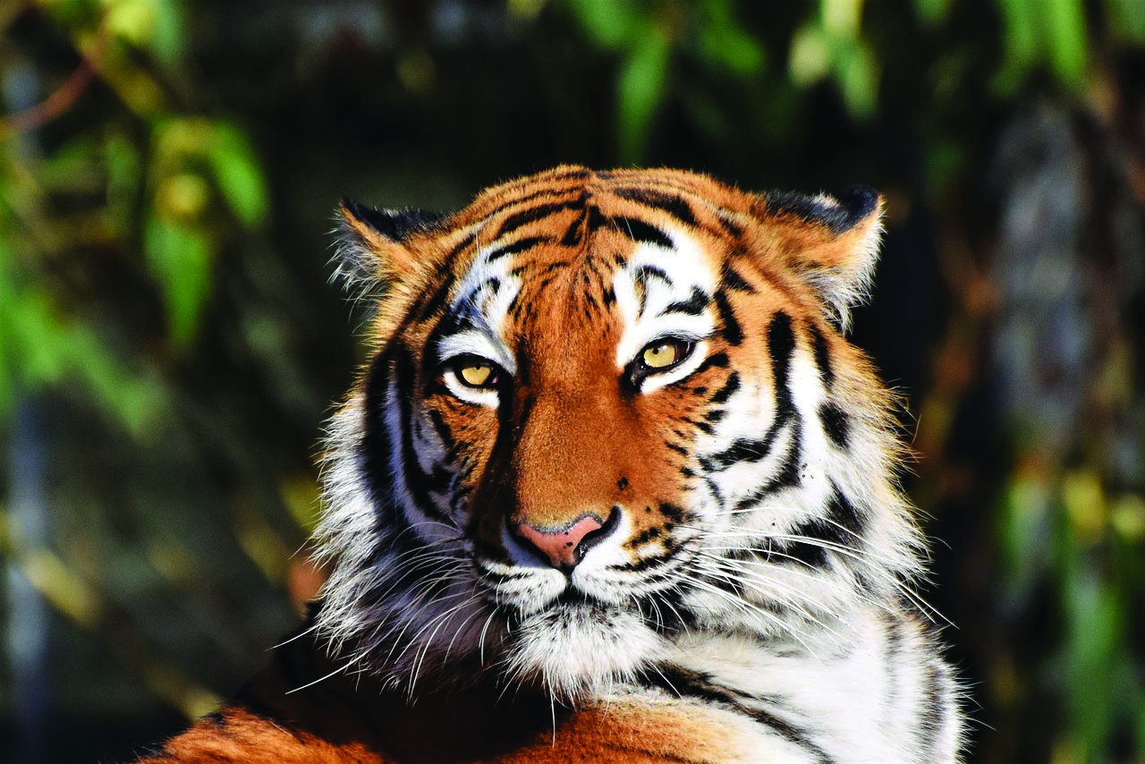 Tigress gives birth to 3 cubs with snare stuck to its body