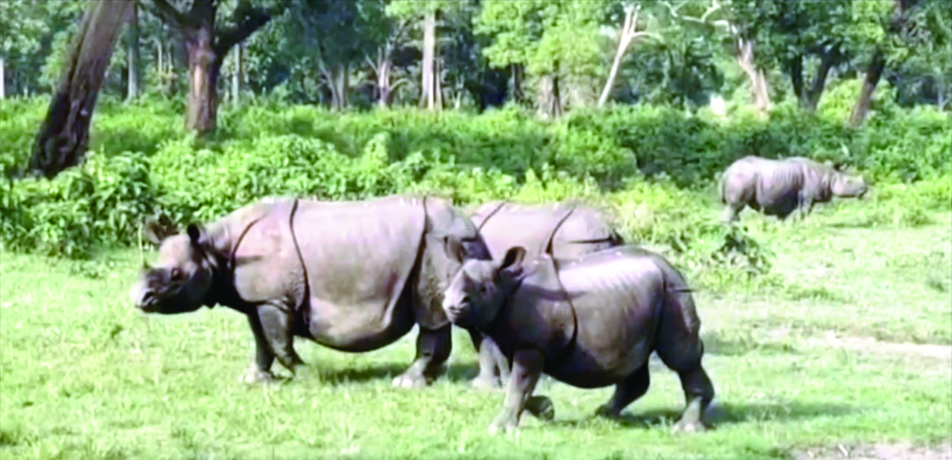 Annual floods become a boon for Jaldapara National Park Annual floods become a boon for Jaldapara National Park