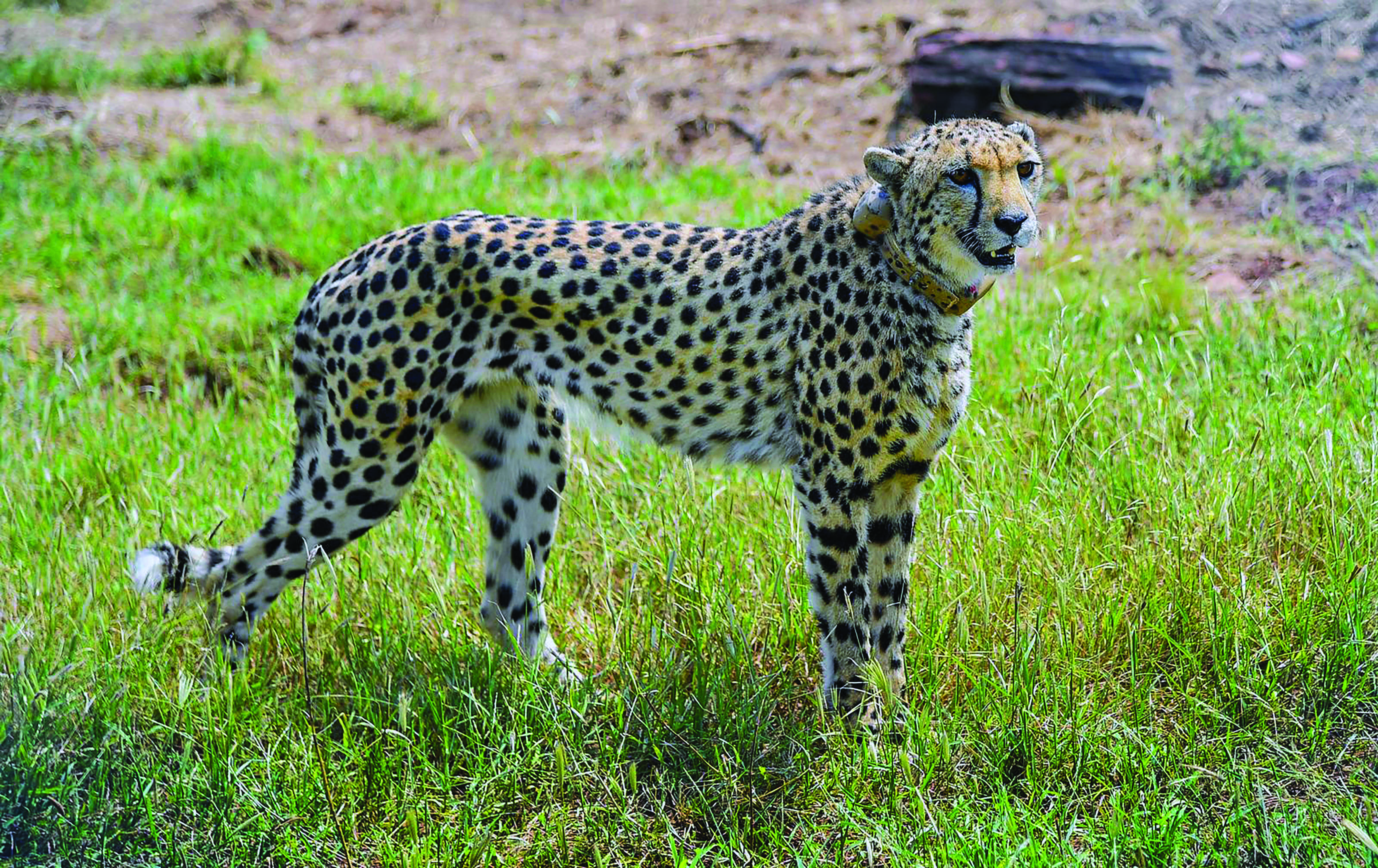 SC concerned over rising cheetah deaths