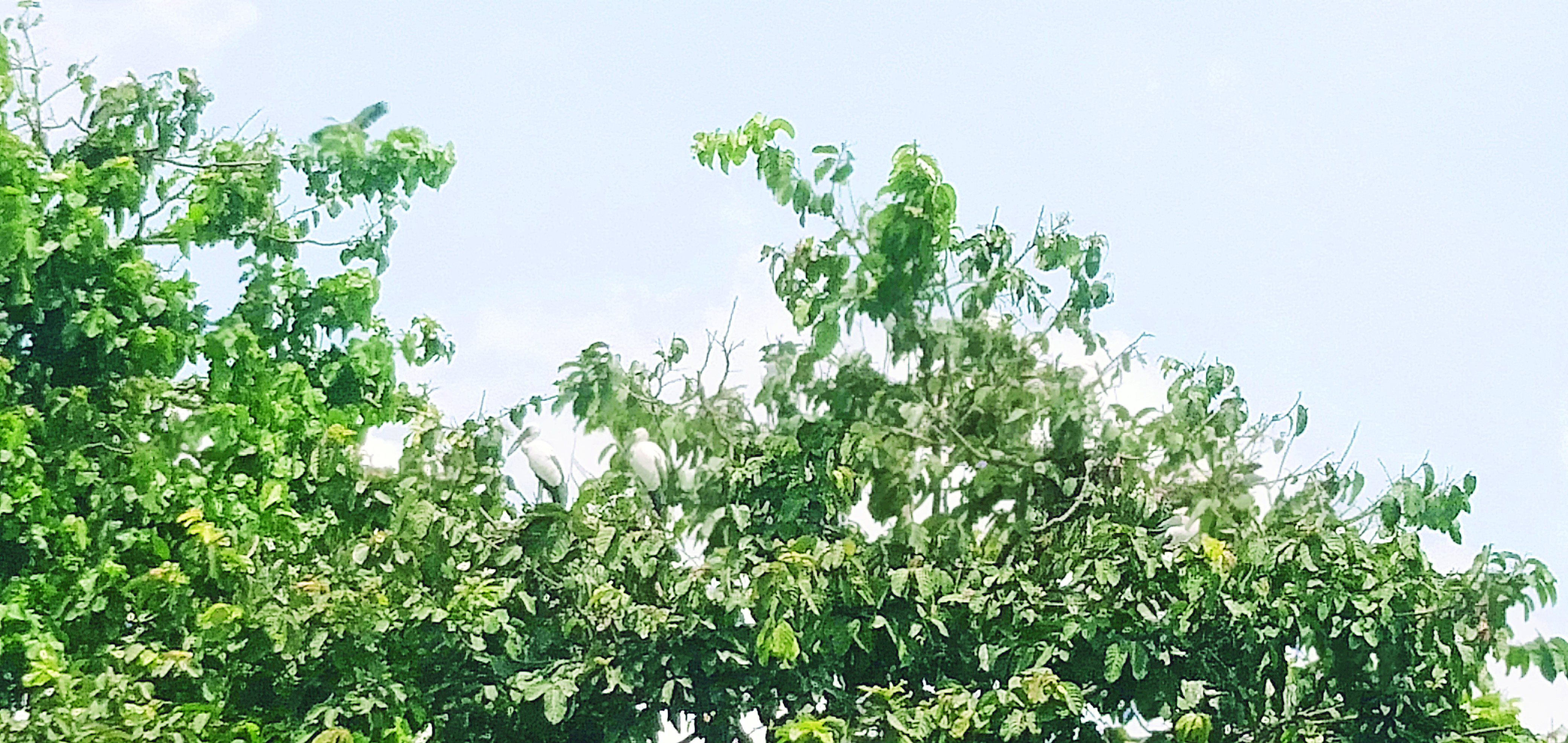 Ending long arrival time, migratory birds finally flock at Kulik Sanctuary Ending long arrival time, migratory birds finally flock at Kulik Sanctuary