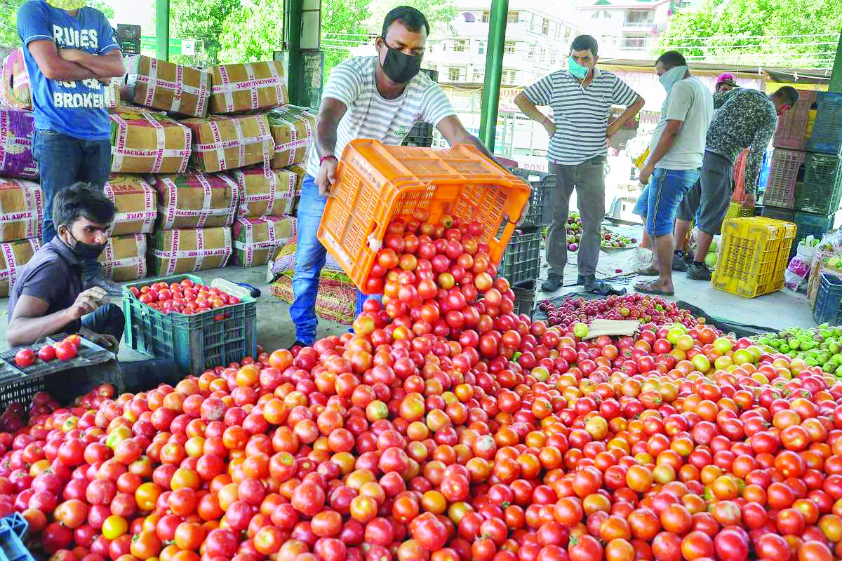 Higher supply from Maha, MP: Tomato prices may fall Higher supply from Maha, MP: Tomato prices may fall