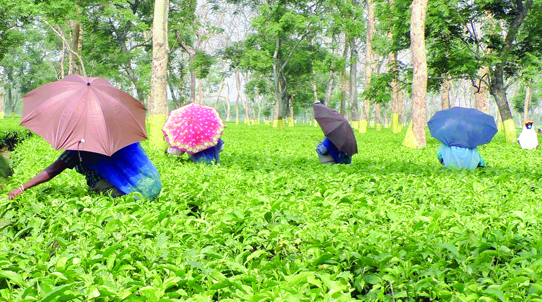 Small tea growers threaten stir, issue 7-day ultimatum if their demands are not met