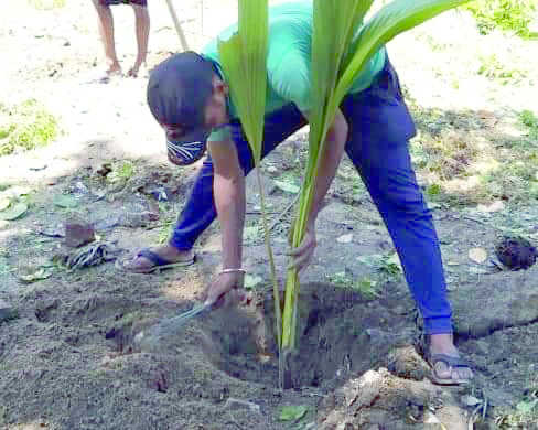 KMC plants coconut trees along banks of Tolly Nullah