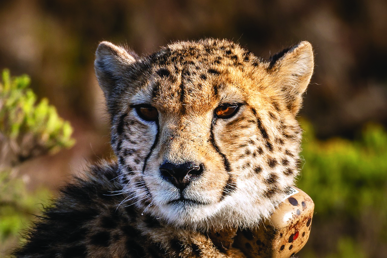 ‘Collars of 6 cheetahs removed at KNP for health examination’