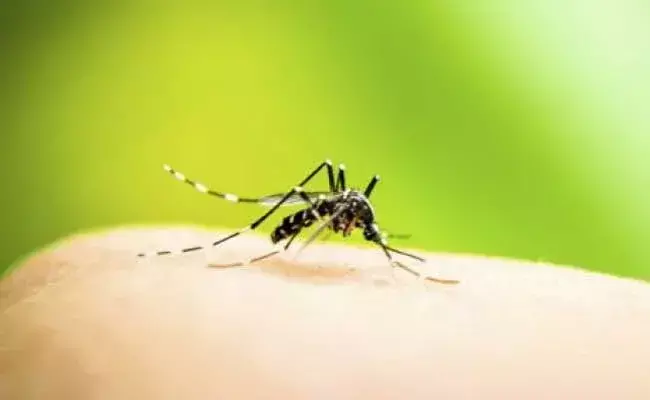 Kolkata registers death due to dengue