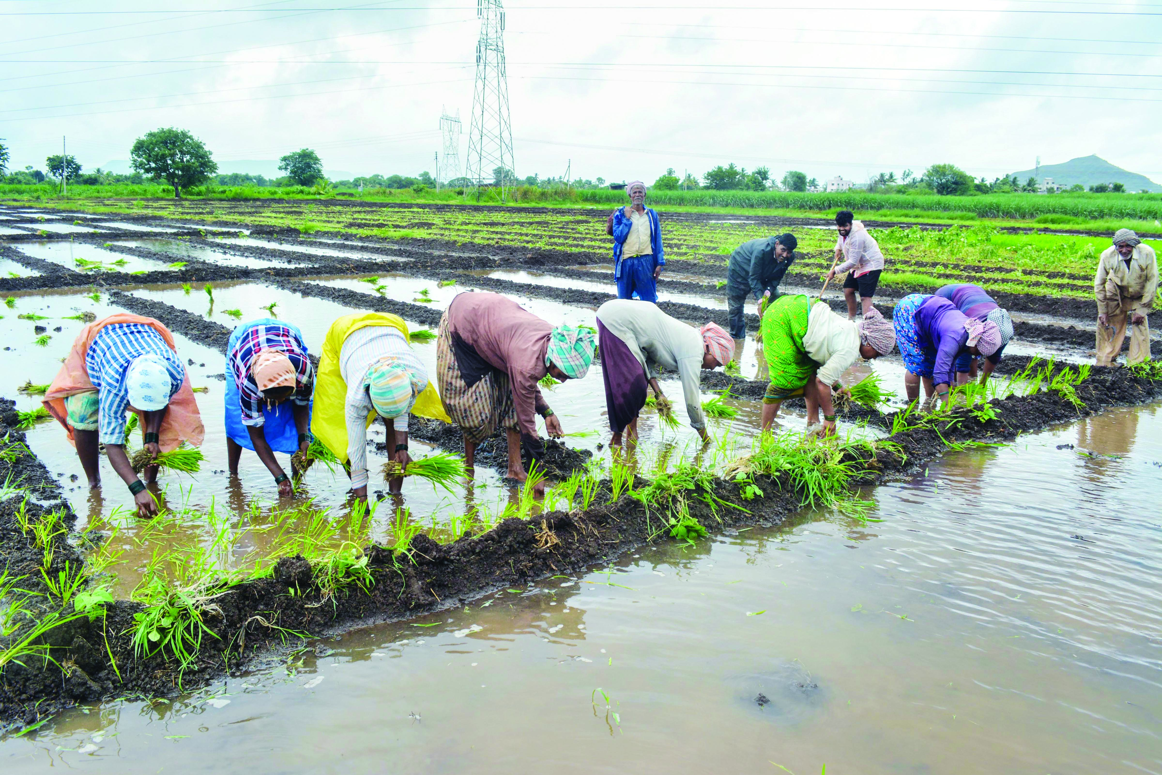 ‘Wheat, rice sale to states stopped to maintain buffer stock, check prices’