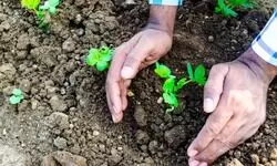 Agricultural science: Planting seeds of success Agricultural science: Planting seeds of success