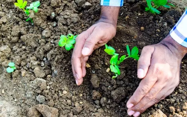 Agricultural science: Planting seeds of success Agricultural science: Planting seeds of success