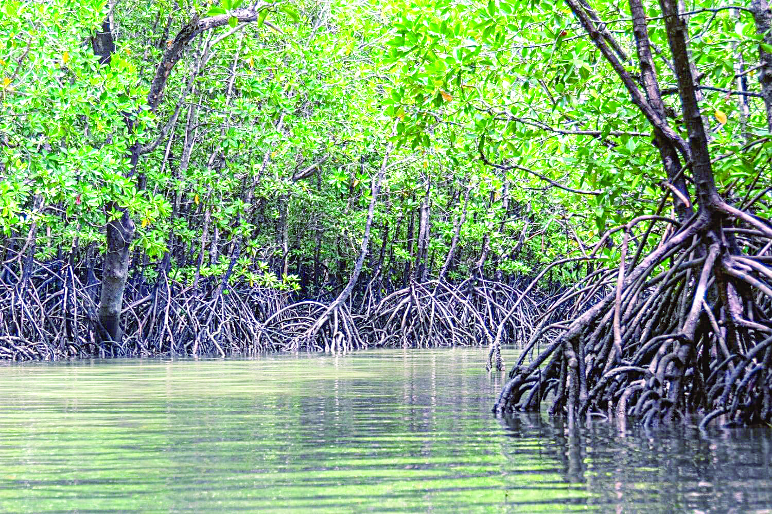 Mangrove plantation drives along coastlines