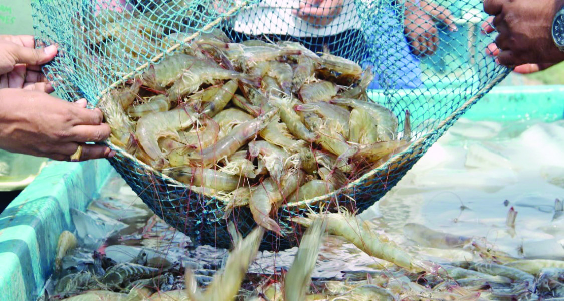 India seeks EU nod to export farmed shrimps by newly listed companies