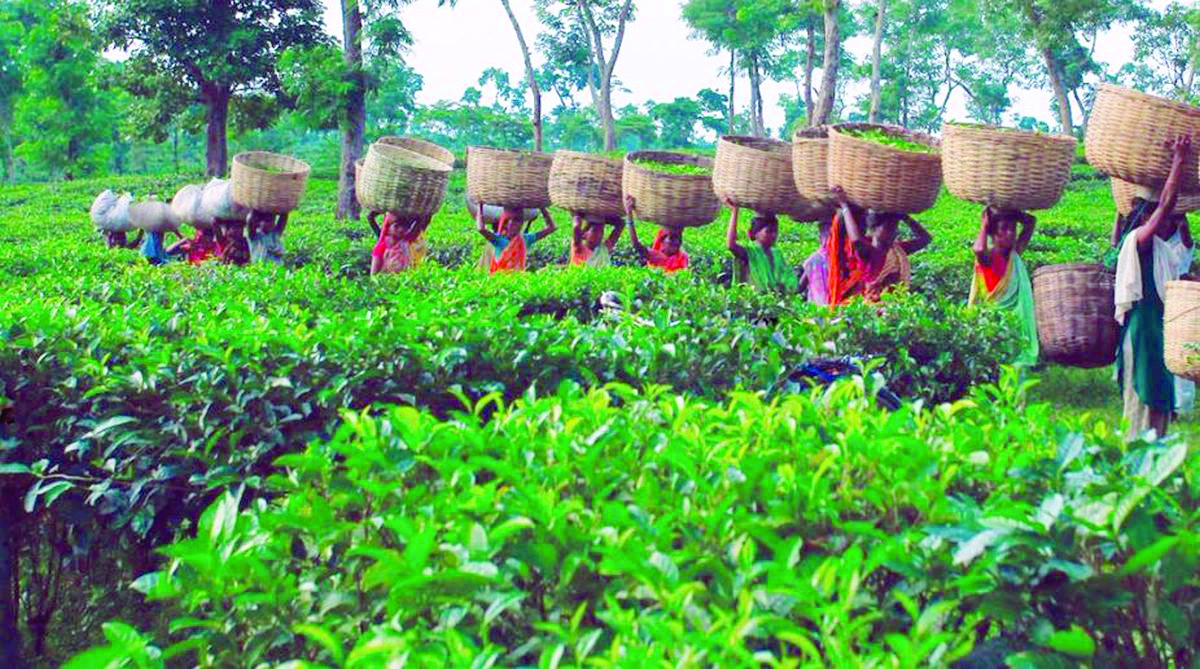 Daily wages of tea garden workers hiked to Rs 250 from Rs 67: Moloy Ghatak