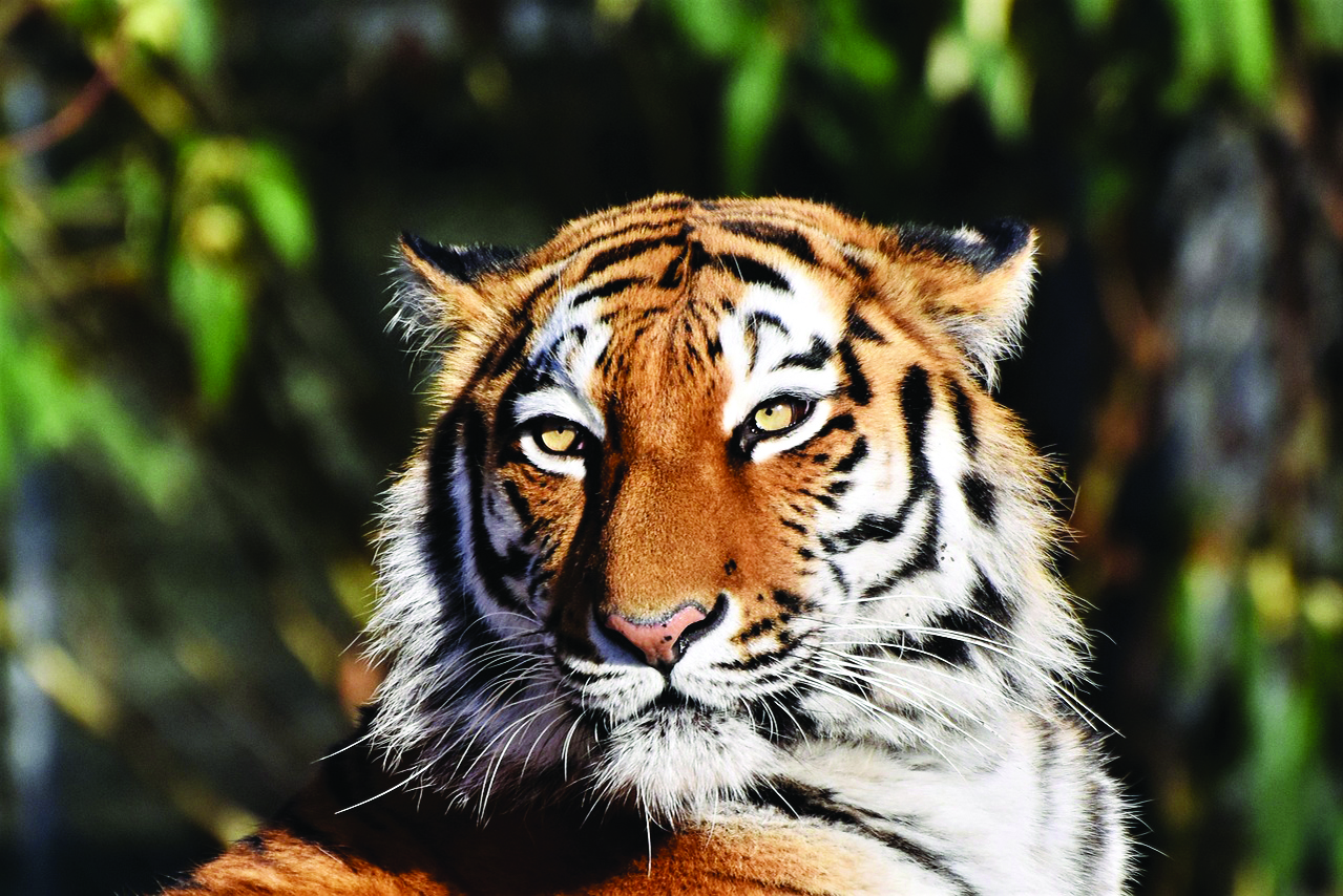 International Tiger Day: Big leap in nos. cause for celebration and also concern International Tiger Day: Big leap in nos. cause for celebration and also concern