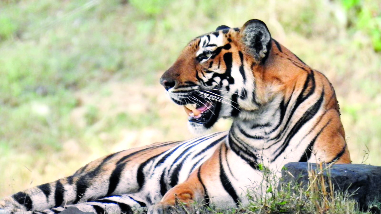Centre acknowledges presence of Royal Bengal Tiger in Buxa & Neora Valley