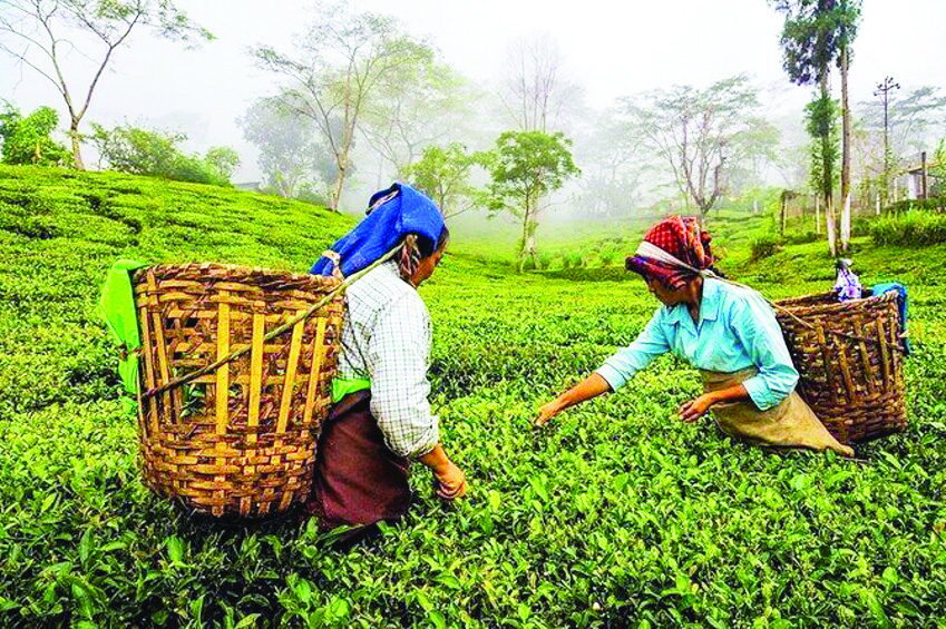Tea production dips 3.7% to 137.85 million kg in June
