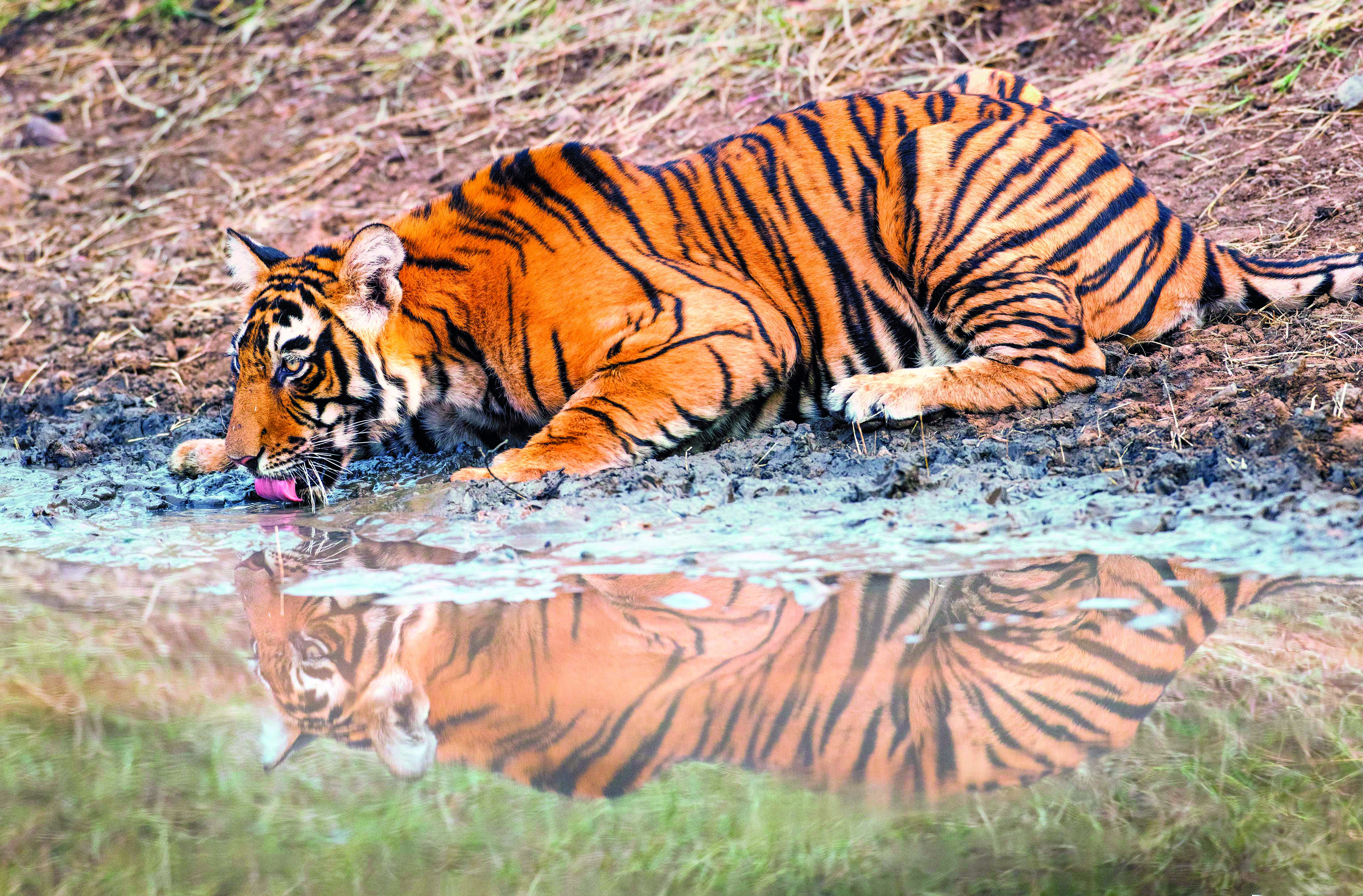 India has 3682 tigers, home to 75% of global numbers India has 3682 tigers, home to 75% of global numbers