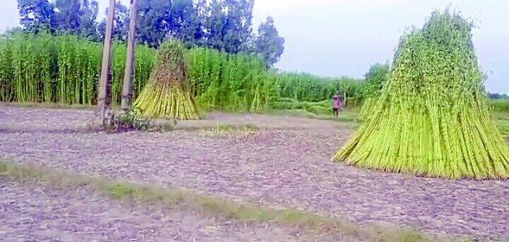 Scanty rains worry paddy, jute cultivators in South Dinajpur Scanty rains worry paddy, jute cultivators in South Dinajpur