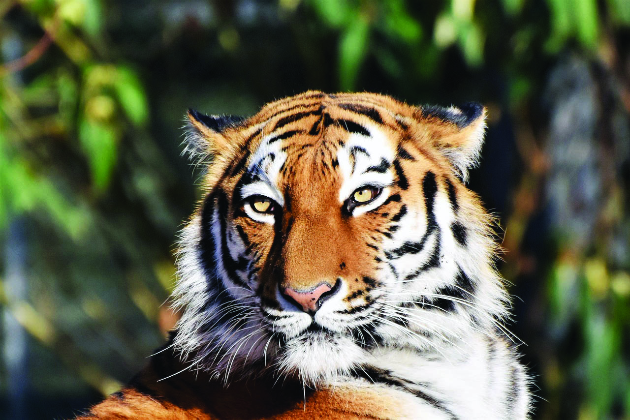 Tiger population rises to 135 at Dudhwa Tiger Reserve area Tiger population rises to 135 at Dudhwa Tiger Reserve area