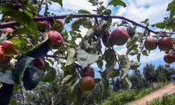 Himachal Pradesh: Minister orders probe after video of apple growers dumping produce in stream goes viral