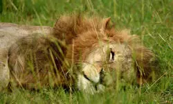 West Bengal: Bardhaman zoo to get lions, tigers as govt plans major revamp