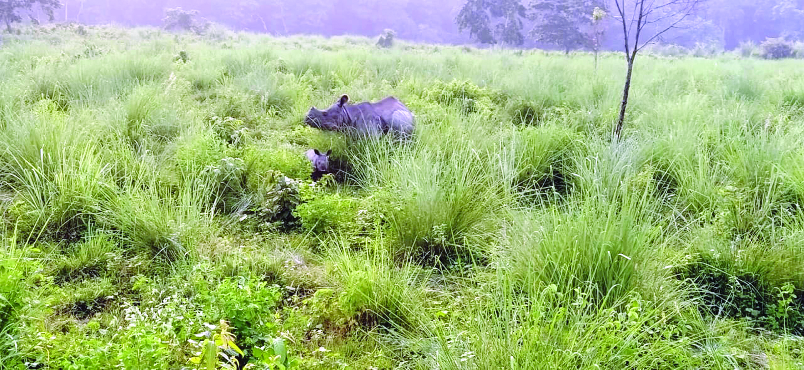 Rhino conservation plan sent to Delhi, aims to expand grassland area for them